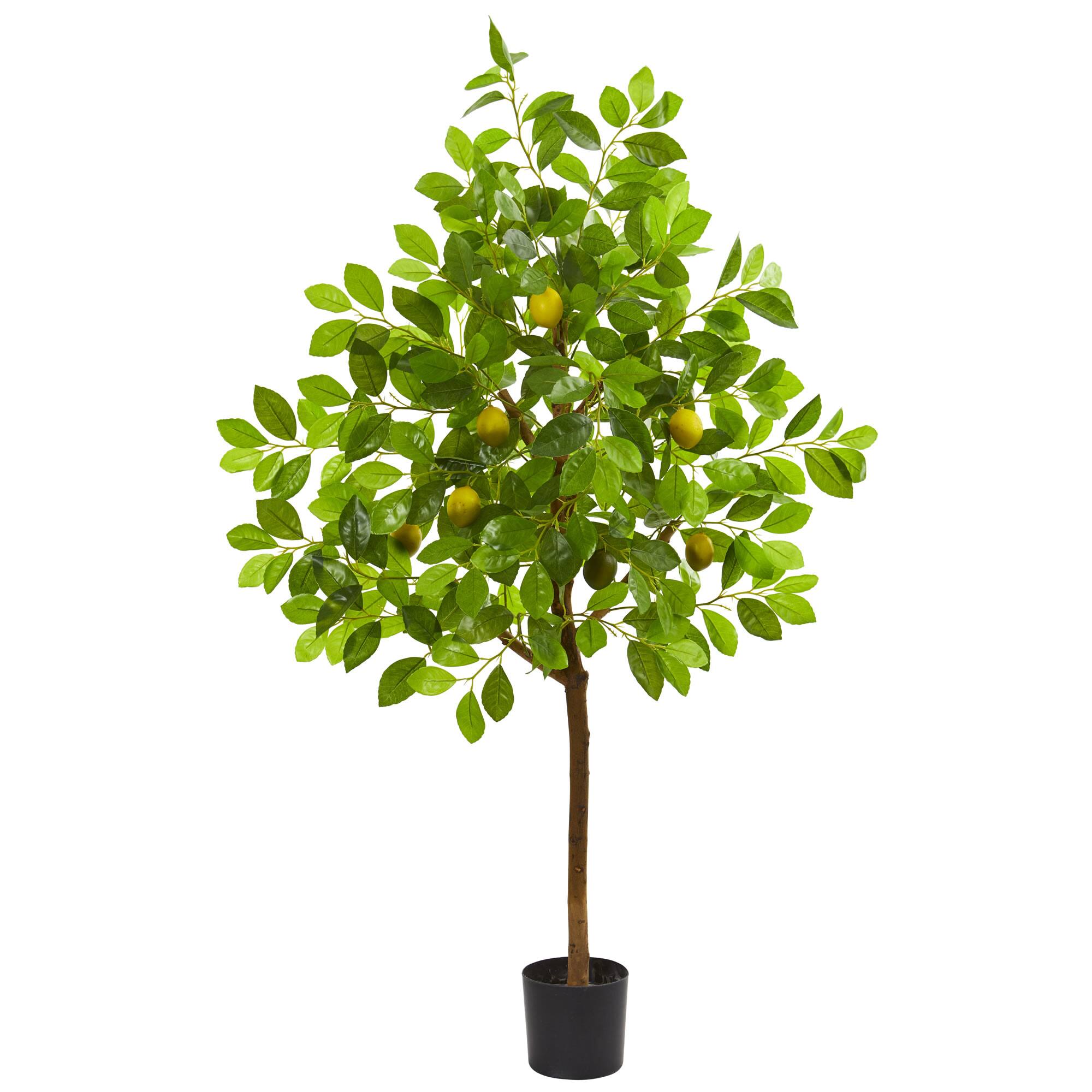 4ft. Potted Lemon Tree